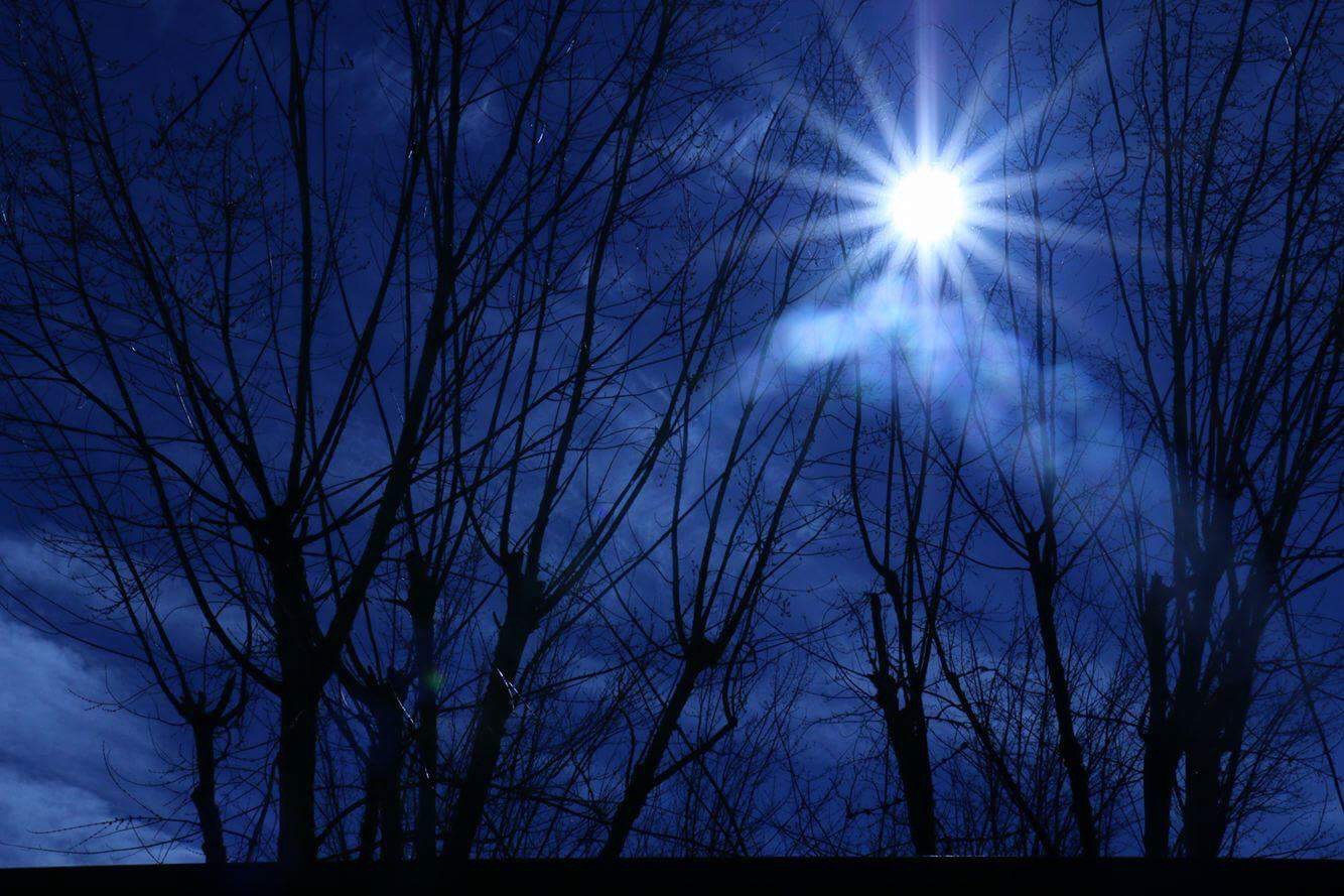 Blue trees